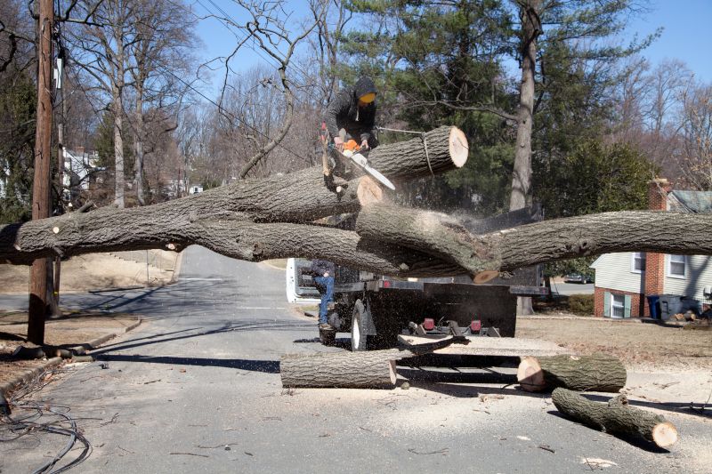 When To Get Tree Removals in Saint Cloud