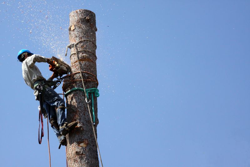 Who Provides Tree Removal Services in Saint Cloud MN
