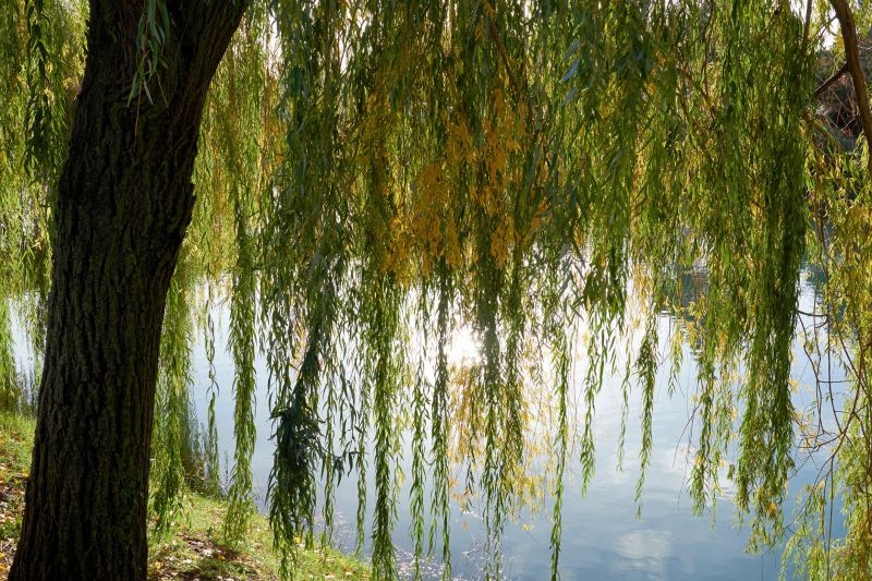 Willow Tree Removal