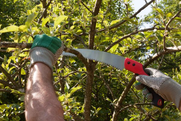 Small Tree Removal in Saint Cloud