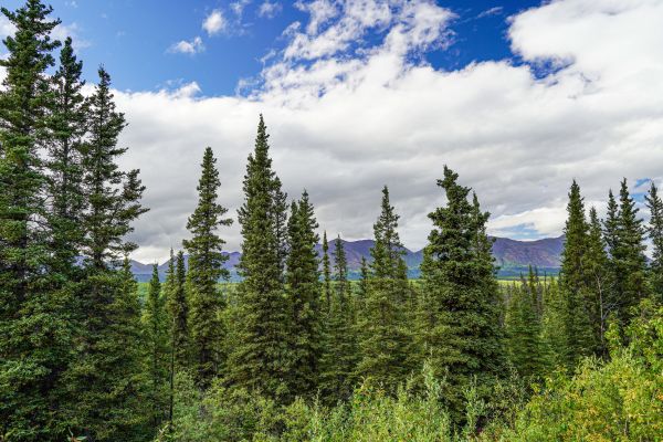Spruce Tree Removal in Saint Cloud