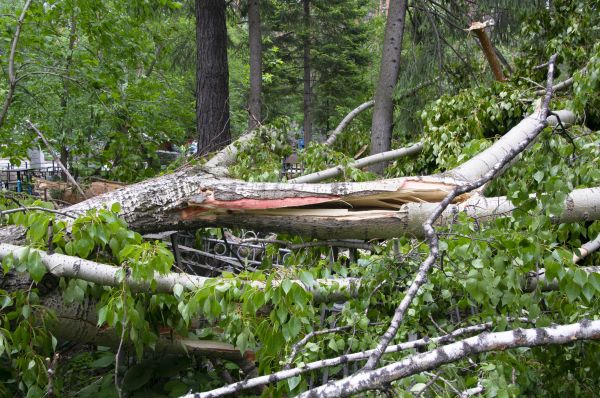Birch Tree Removal in Saint Cloud