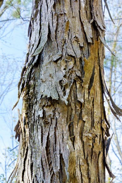 Hickory Tree Removal in Saint Cloud