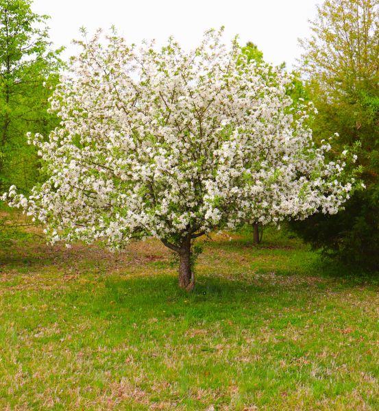 Dogwood Tree Removal in Saint Cloud
