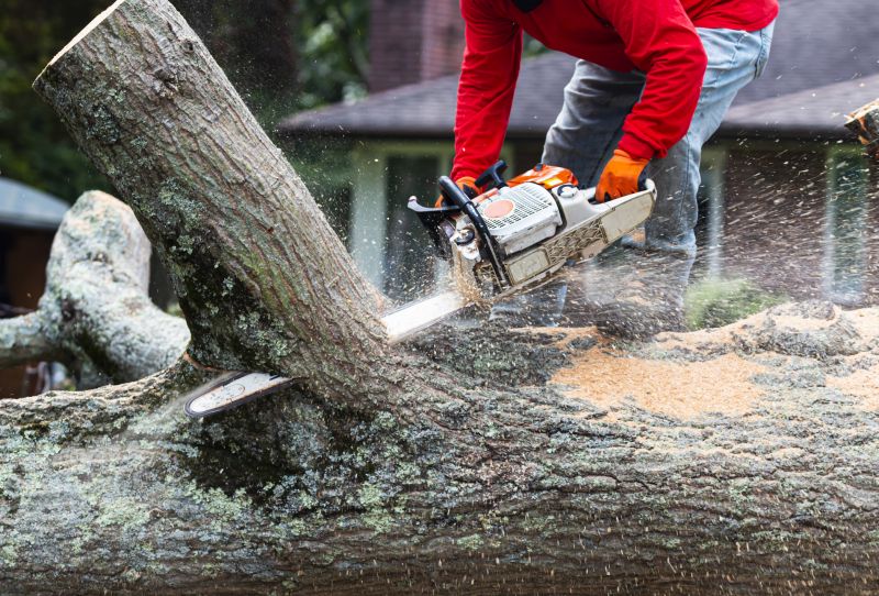Dogwood Tree Removal