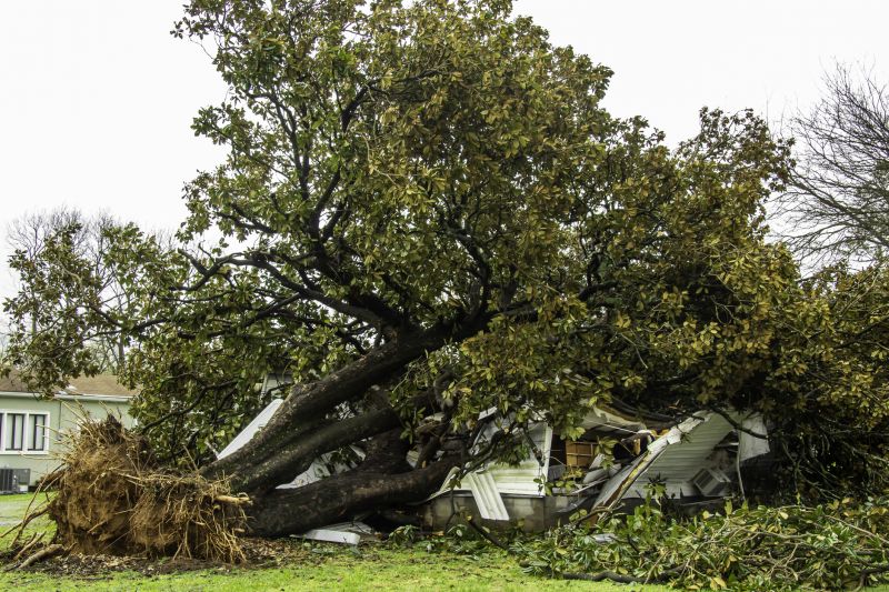 Tree on Roof