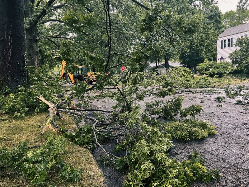 Downed Tree in Commercial Area