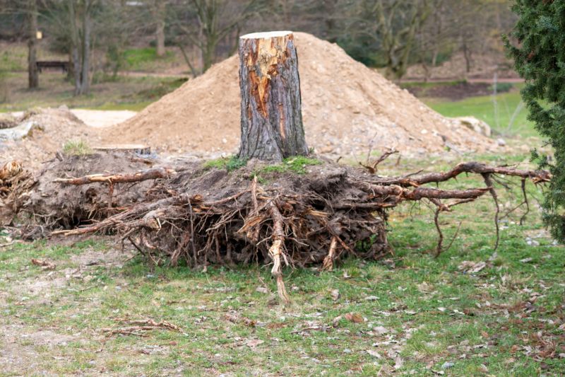 Uprooted Tree in Yard