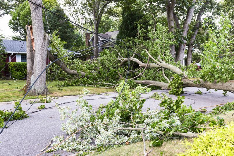 Tree Fallen on Power Lines