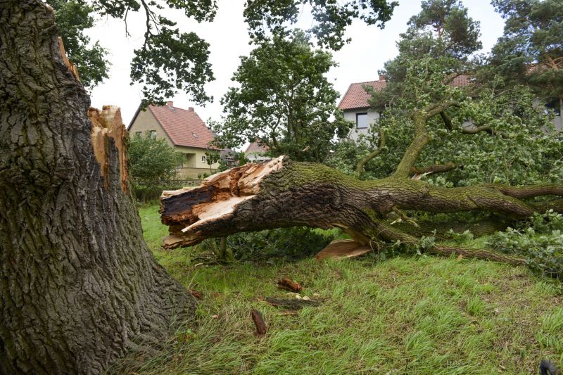 Tree Down in a Yard