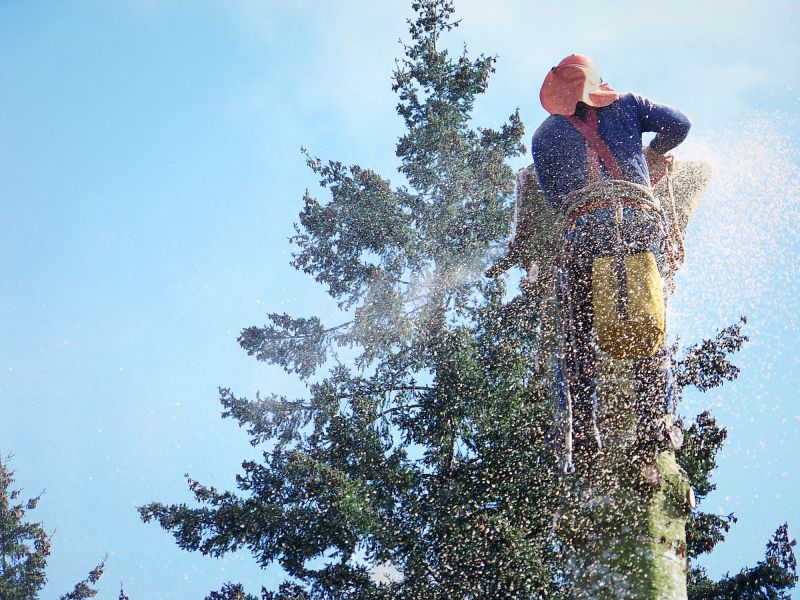 Spruce Tree Removal