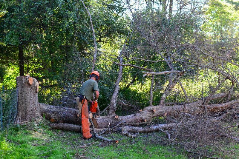 Tree Cutting and Felling