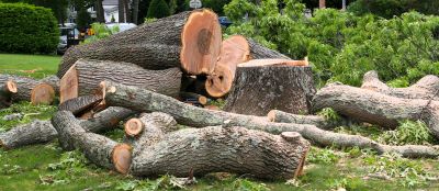Tree Removal in Spring