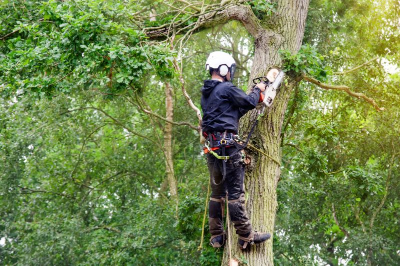 Professional Tree Care