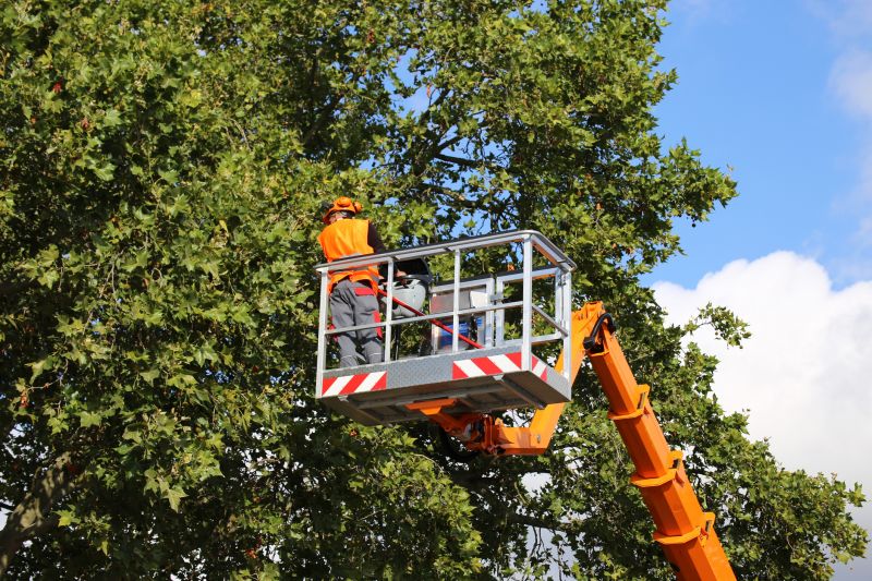 Tree Health and Safety